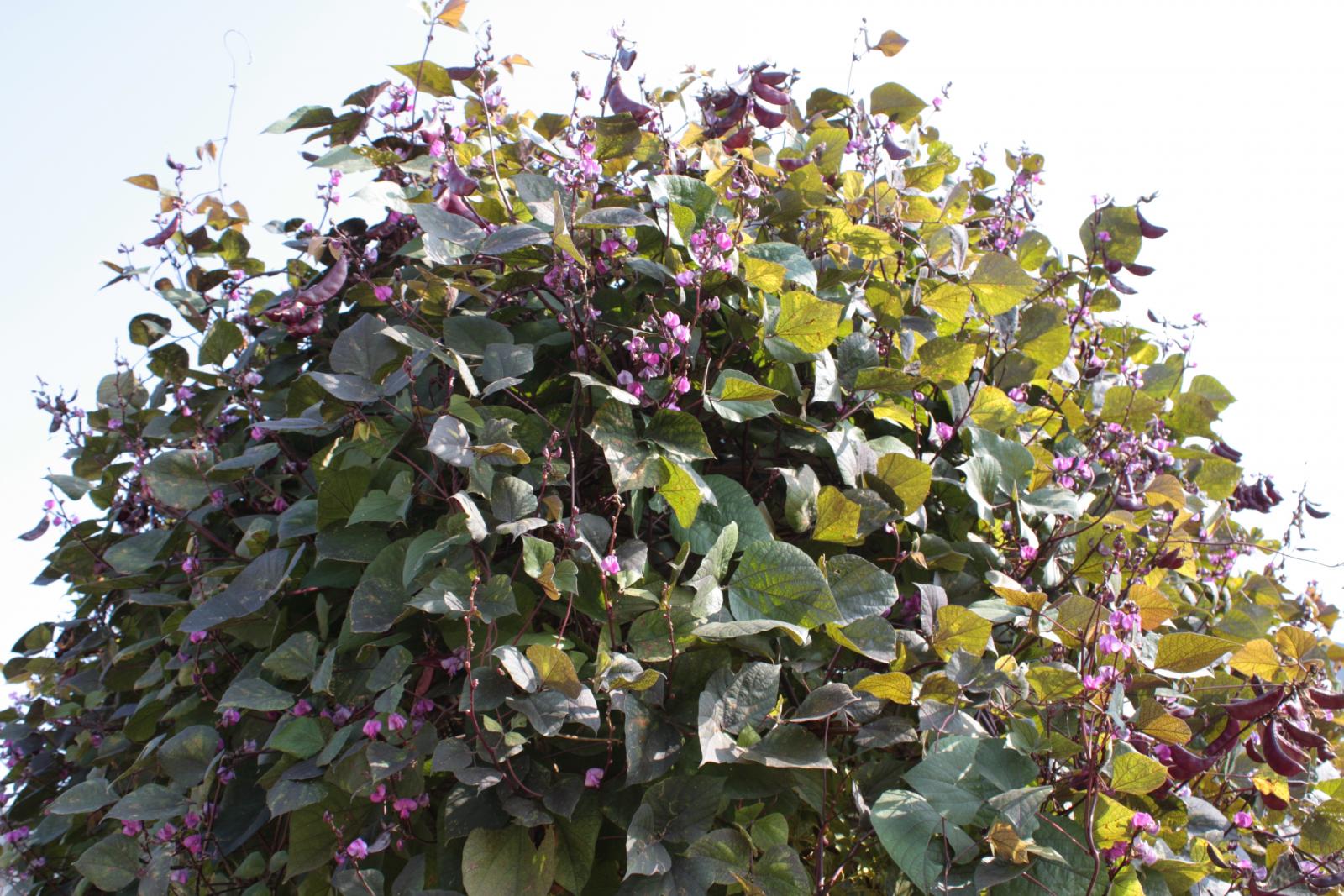 لوبیا سنبلی